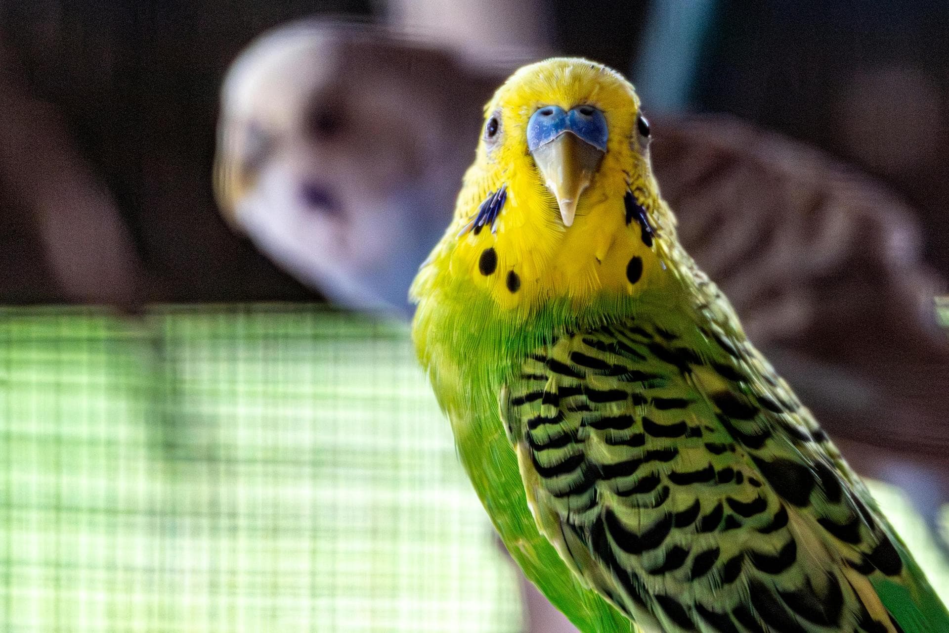 Independent Vets in Carmarthenshire